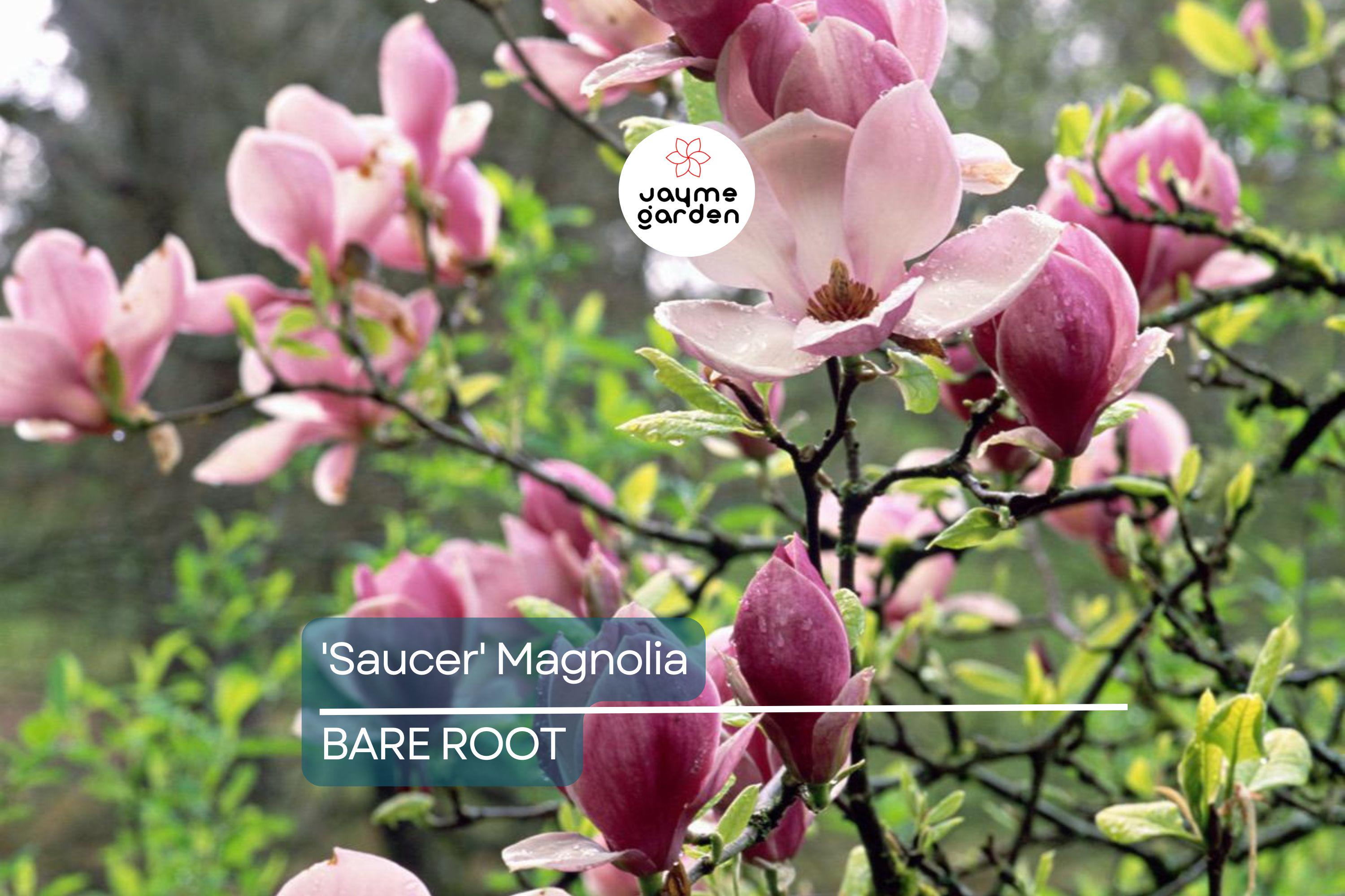 1 'Saucer' Magnolia Sapling | Dormant 6-12" Bare Root Flowering Tree | Pink Spring Blooms