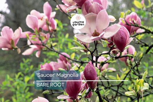 1 'Saucer' Magnolia Sapling | Dormant 6-12" Bare Root Flowering Tree | Pink Spring Blooms