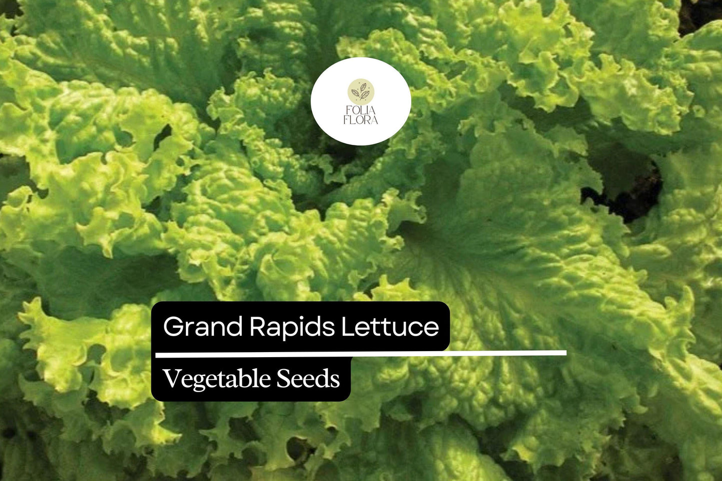 1000 Grand Rapids Lettuce Seeds – Lactuca sativa – Heirloom Leaf Lettuce, Fast-Growing, Crisp & Tender, Non-GMO, Cold Hardy