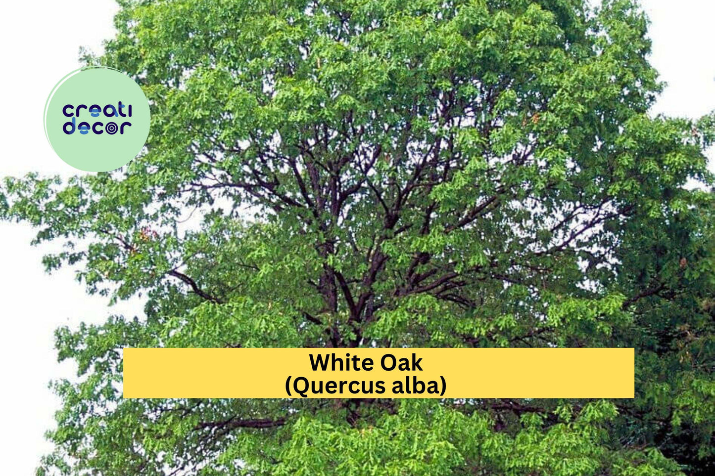 White Oak (Quercus alba) – 8 Live Seedlings 6–10” – Hardy Native Shade Tree Saplings from Acorn – Well Rooted Plants