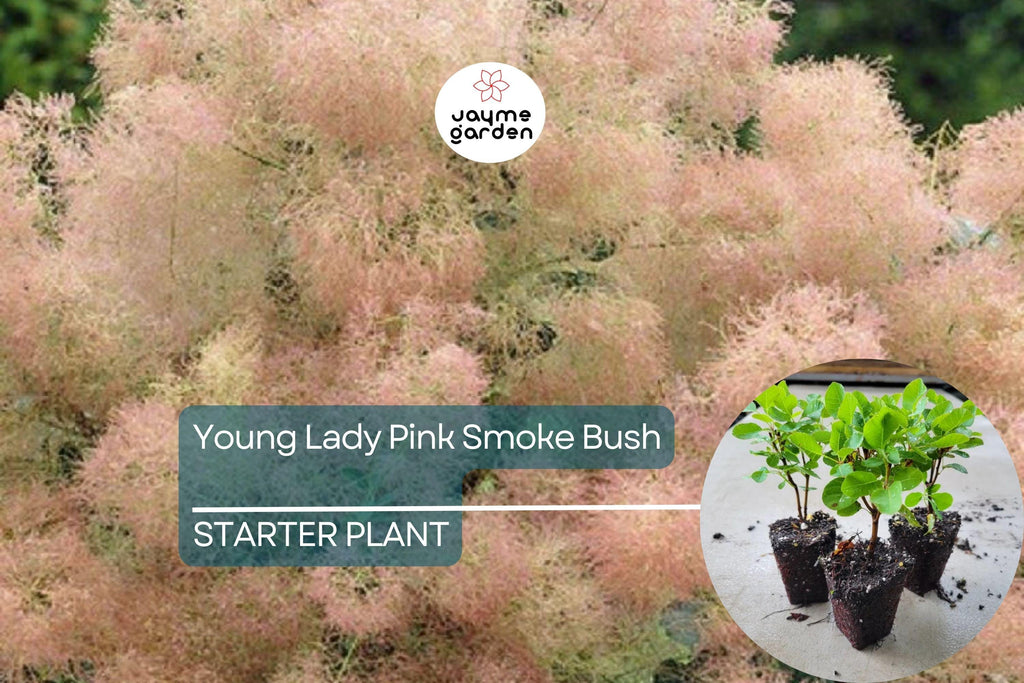 1 Young Lady Pink Smoke Bush | Compact Cotinus Starter Plant | Smoky Pink Blooms