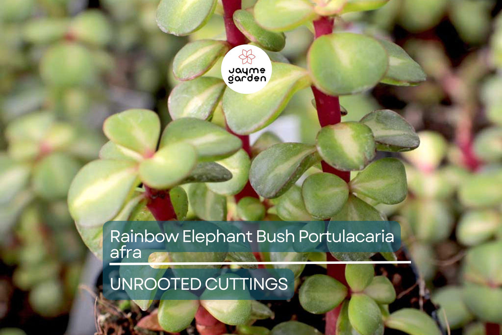 20 Rainbow Elephant Bush Cuttings - Portulacaria afra Succulent Cactus Live Plants for Propagation