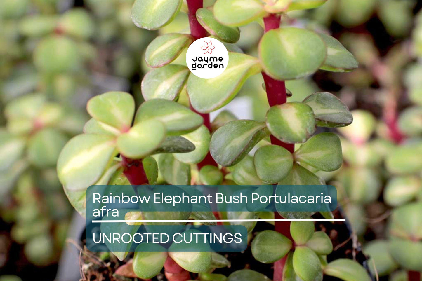 20 Rainbow Elephant Bush Cuttings - Portulacaria afra Succulent Cactus Live Plants for Propagation