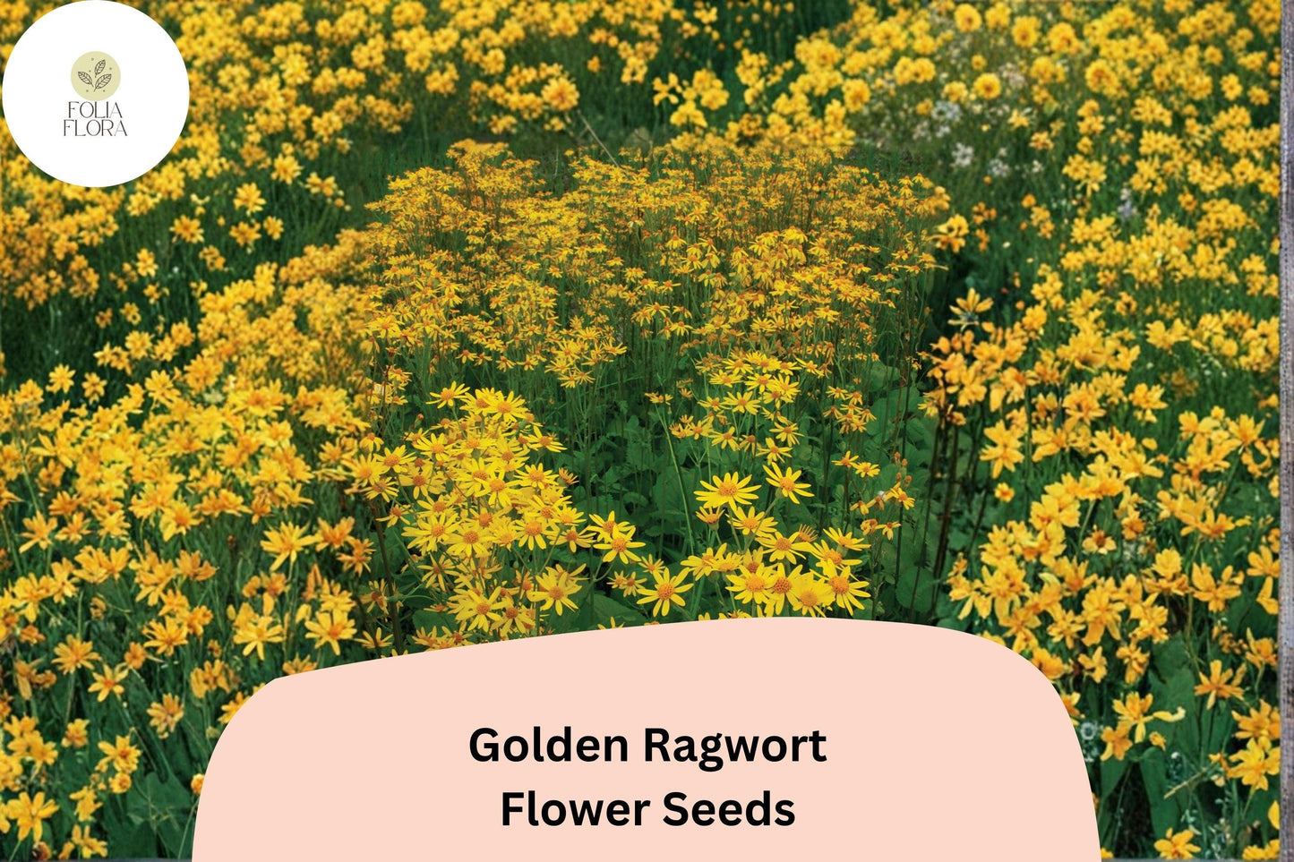 100 Golden Ragwort Seeds | Packera aurea | Native Yellow Wildflower | Shade-Loving Perennial for Pollinator