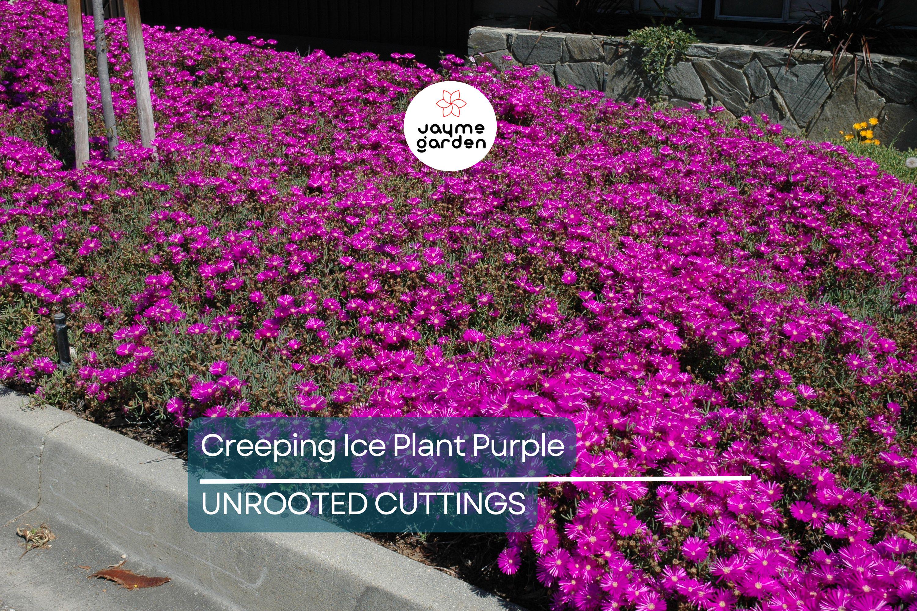 10 Cuttings Creeping Ice Plant | Rare Purple/Pink Blooms | Ground Cover Succulent | Easy to Grow | Drought-Tolerant