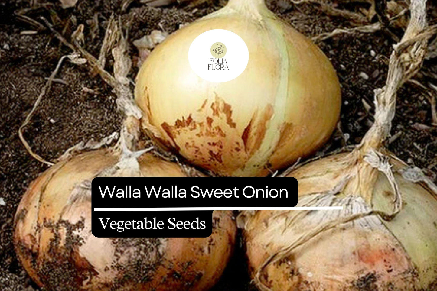 100 Seeds Walla Walla Sweet Onion – Allium cepa, Large Mild Onions, Garden Favorite