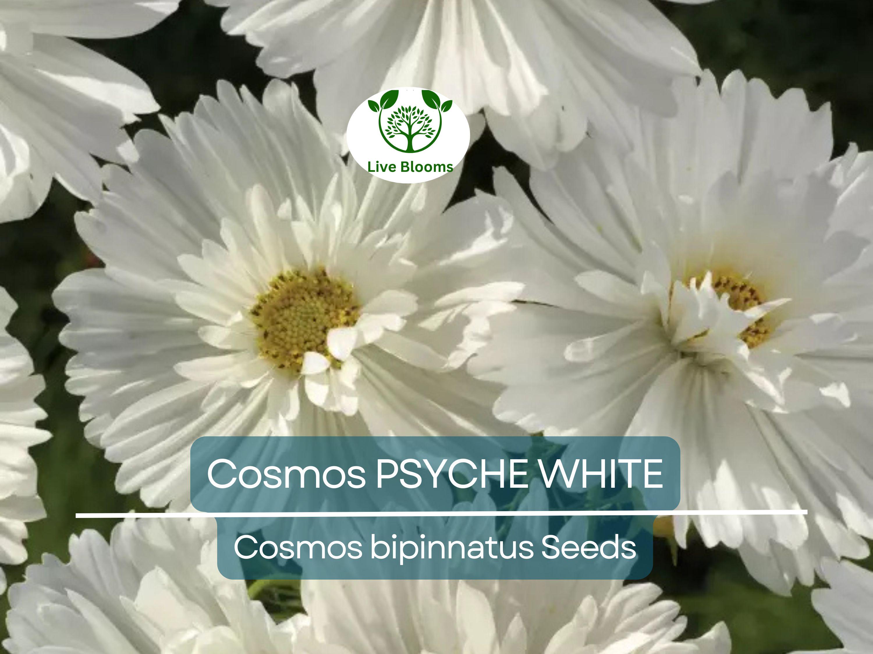 100 Cosmos Psyche White Seeds – Unique Ruffled White Blooms | Attracts Bees & Butterflies | Organic Non-GMO | Cosmos Bipinnatus