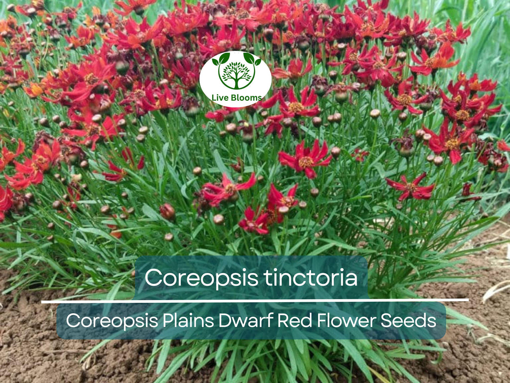300 Seeds Coreopsis Plains Dwarf Red (Coreopsis tinctoria) Red Wildflower for Planting, Pollinator-Friendly, Low-Maintenance, Garden Blooms