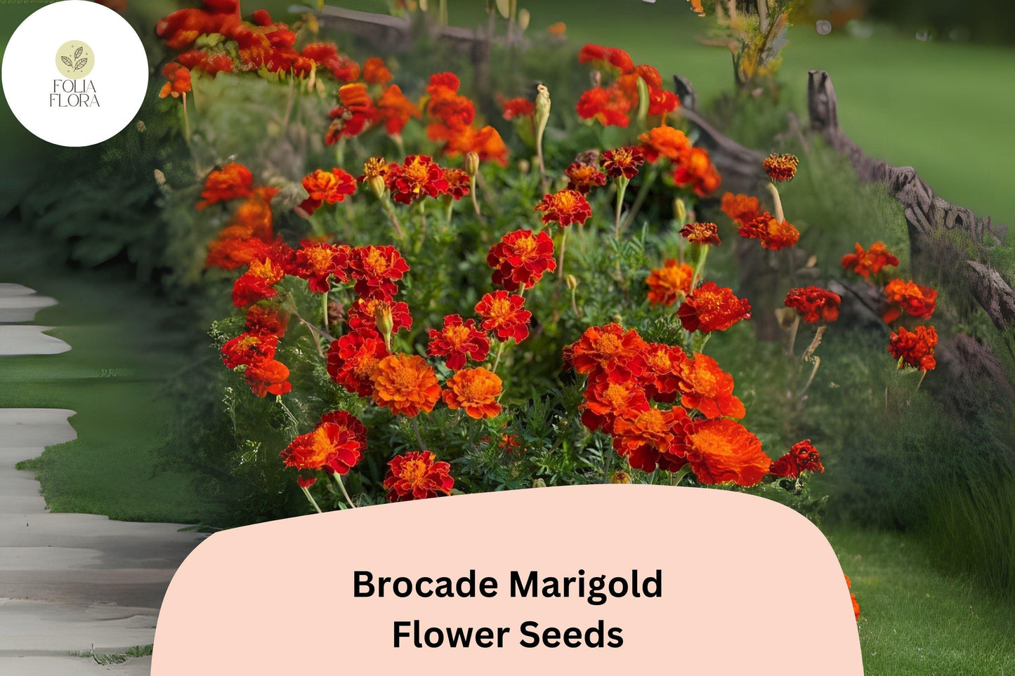 25+ Brocade Marigold Seeds | French Marigold Mix | Red & Gold Blooms | Easy Annual Flower Seeds for Garden Planting