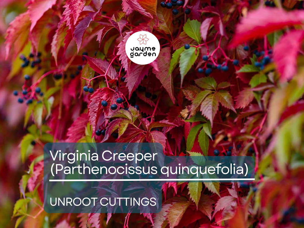 5 Unroot Cuttings Virginia Creeper Vine (Parthenocissus quinquefolia) - Five-Leaved Ivy for Garden, Wall Covering & Outdoor Landscaping