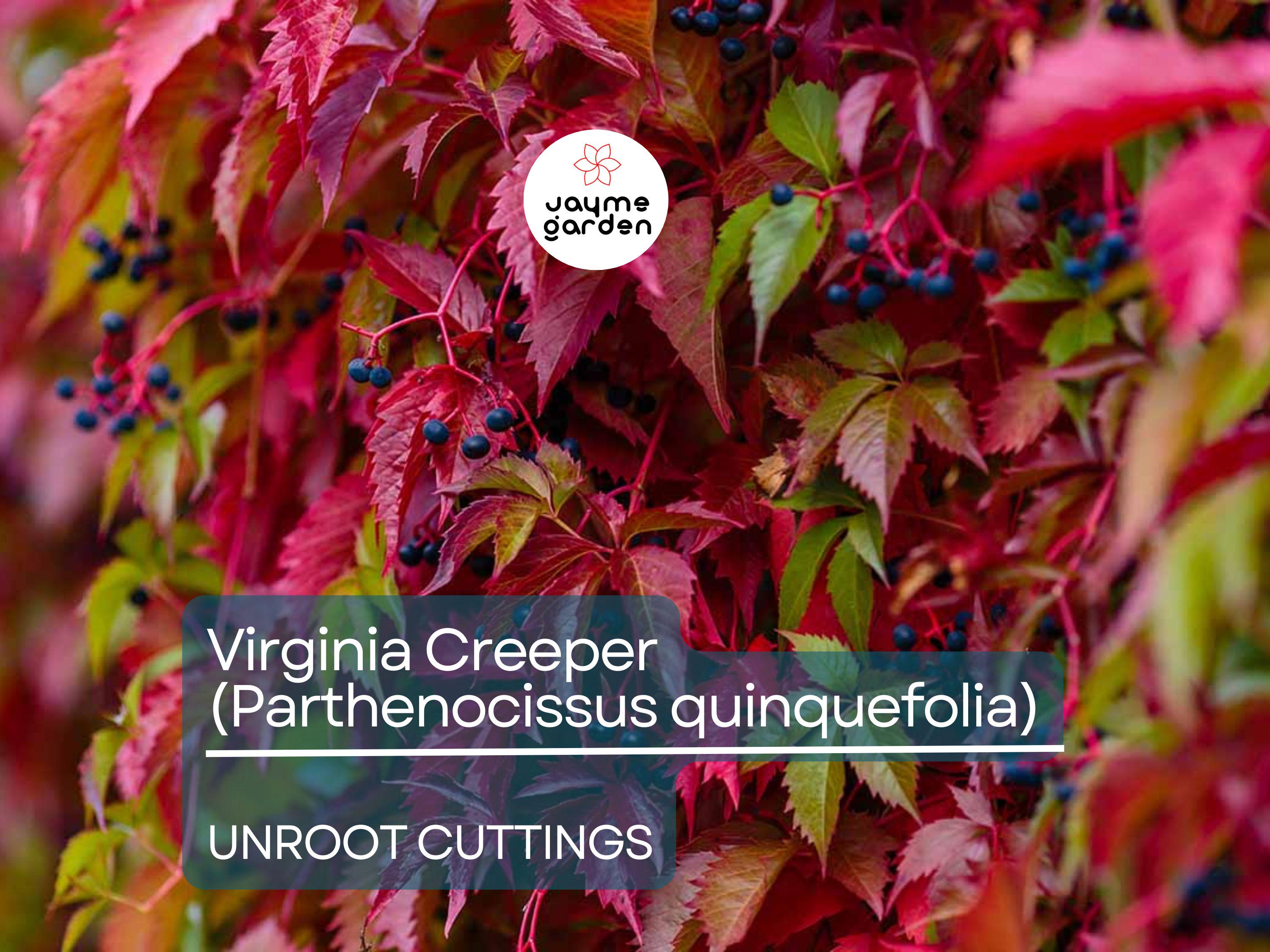 5 Unroot Cuttings Virginia Creeper Vine (Parthenocissus quinquefolia) - Five-Leaved Ivy for Garden, Wall Covering & Outdoor Landscaping