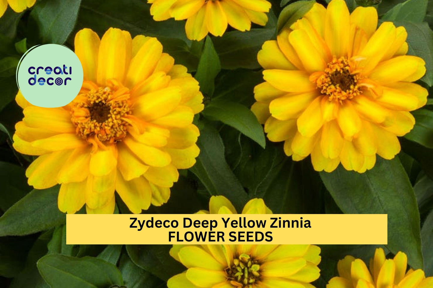 100+ Zydeco Deep Yellow Zinnia Seeds – Bold Yellow Double Blooms for Garden Planting, Compact Plants for Beds & Bouquets – USA