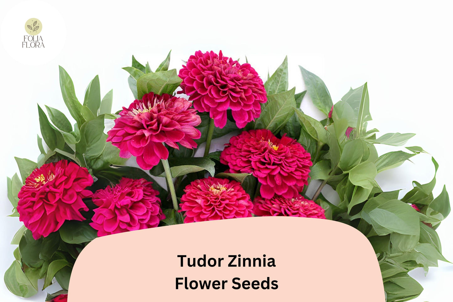 100+ Tudor Zinnia Seeds – Striking Bi-Color Annual Flowers for Garden Planting, Borders & Cut Flower Bouquets