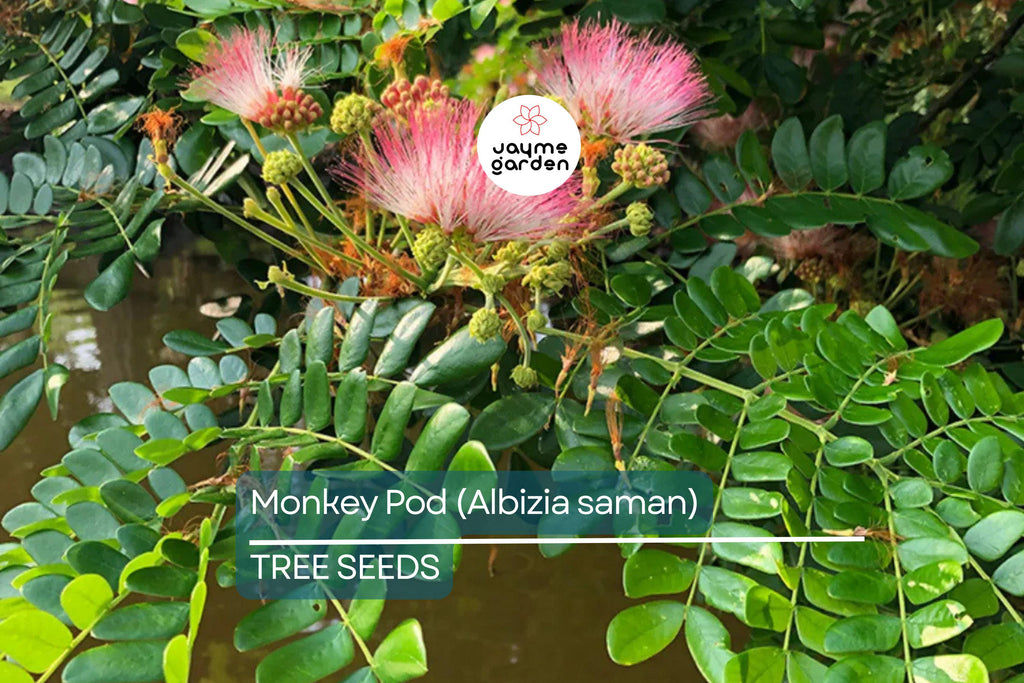 20 Rain Tree Seeds (Albizia saman) – Monkey Pod, Tropical Shade Tree, Bonsai, Zones 10-12