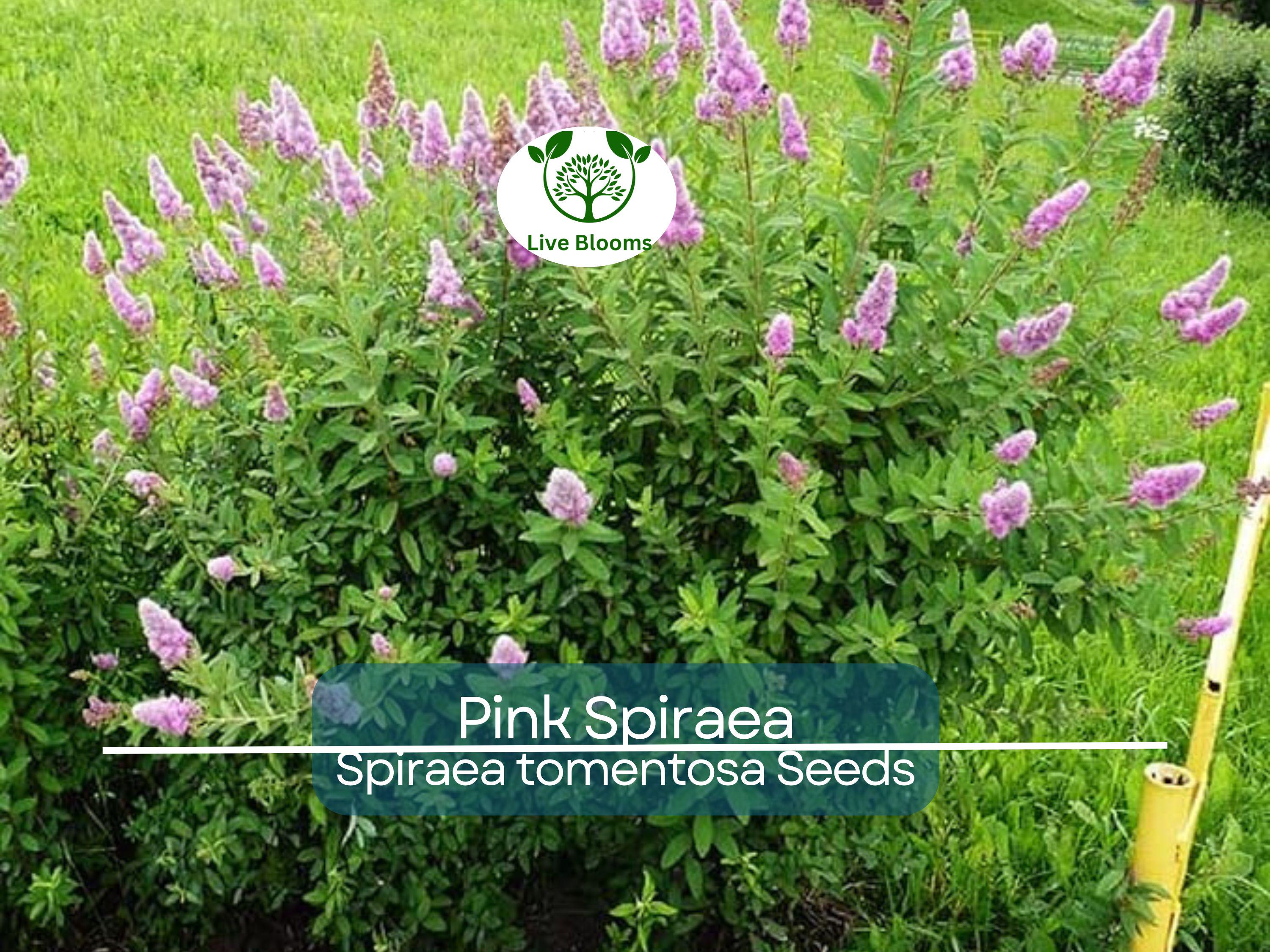 500 Pink Spiraea Seeds (S. tomentosa), Hardy Flowering Shrub, Beautiful Pink Blooms, Easy to Grow, Perfect for Gardens & Landscaping