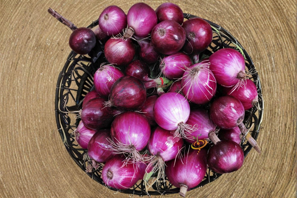 Onion – Southport Red Globe 50 Seeds | Classic Heirloom Red Onion | Firm Globe Bulbs | Excellent Storage Variety