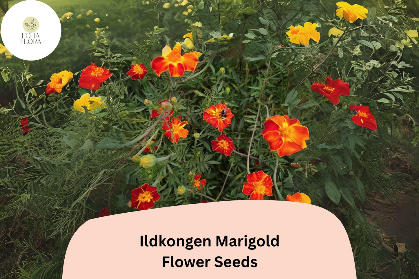 25+ Ildkongen Marigold Seeds | Tagetes patula | Striking Red-Orange French Marigold | Easy Annual Flowers for Garden Planting