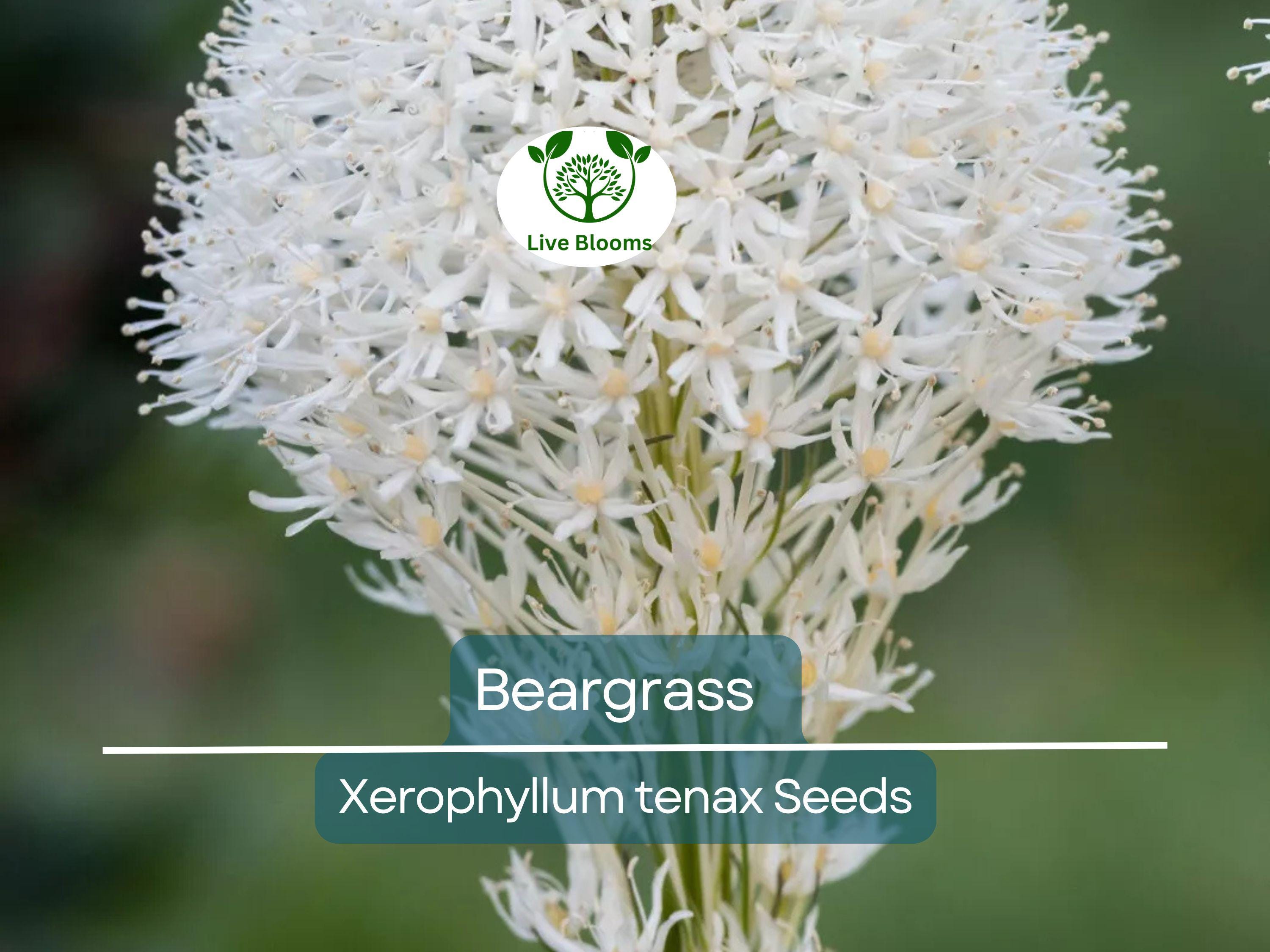 100 Beargrass Seeds WHITE TORCH LILY (Xerophyllum tenax) | Tall Flowering Perennial, Native Plant, Drought-Tolerant, Xerophyte