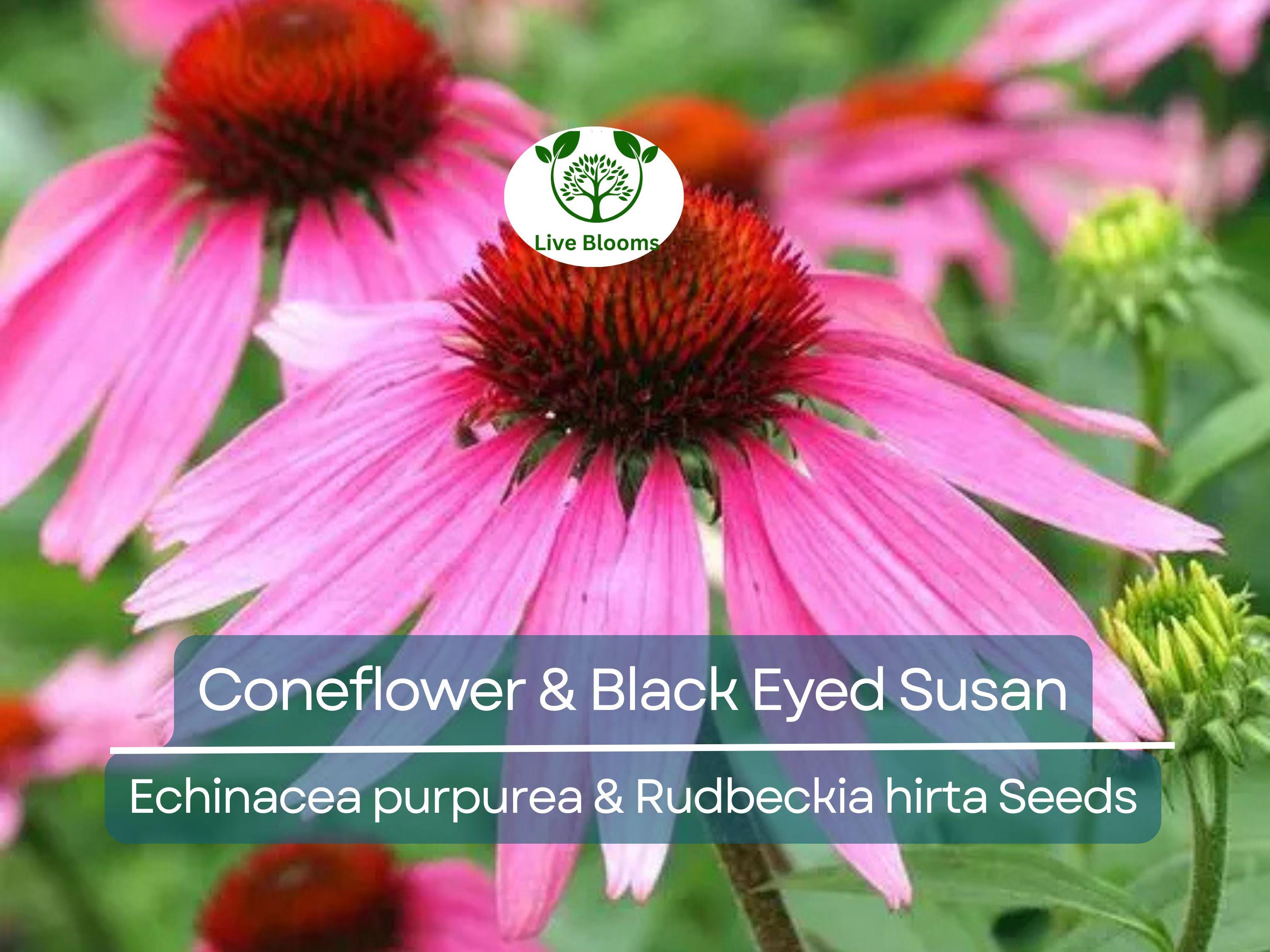 250 Seeds Echinacea purpurea & Rudbeckia hirta Mix – Coneflower and Black Eyed Susan – Native Wildflowers – Non-GMO Heirloom Pollinators