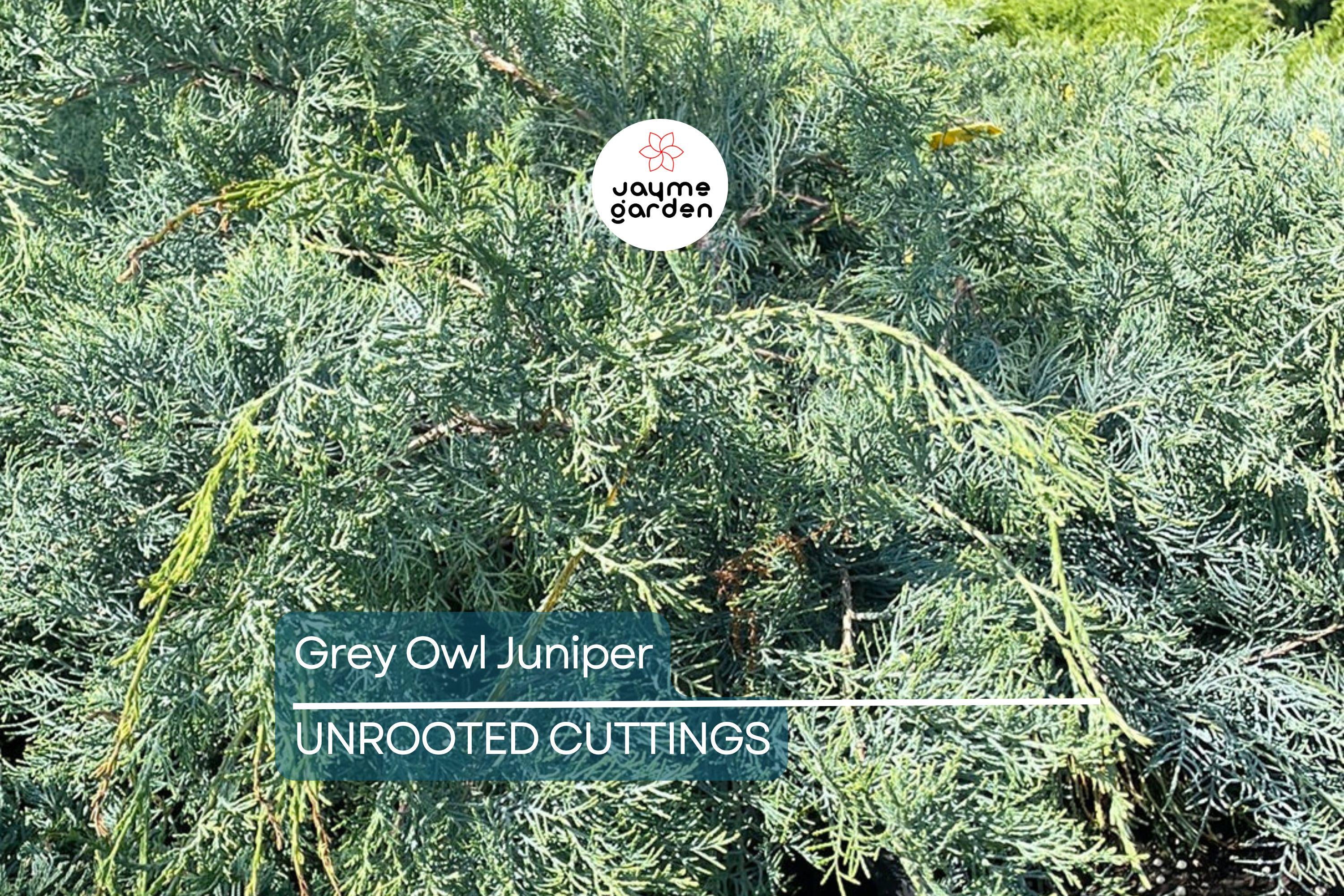 4 Fresh Cuttings Grey Owl Spreading Juniper (5-7") - Silvery Grey Evergreen Shrub, Drought Tolerant