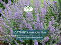 200 Seeds CATMINT Lavender Blue Heirloom Perennial Non-GMO, Nepeta faassenii, Aromatic Herb, Attracts Pollinators, Low Maintenance Plant
