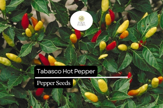 30 Seeds Tabasco Pepper (Capsicum frutescens) - Hot Pepper for Spicy Sauces, Garden or Patio Pepper Plant