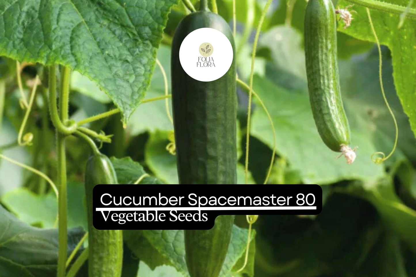 50 Seeds Spacemaster 80 Cucumber, Compact and Productive Variety for Small Gardens and Containers