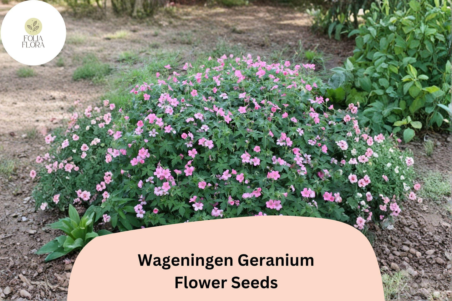 25+ Wageningen Geranium Seeds | Hardy Perennial Cranesbill | Pink Blooms for Garden Beds and Borders