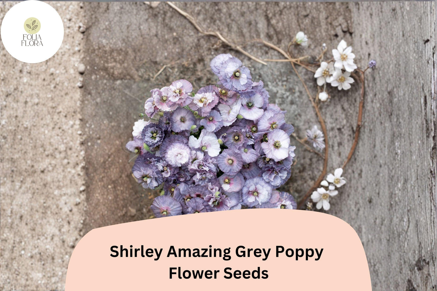 200+ Shirley Amazing Grey Poppy Seeds for Garden Planting – Unique Grey-Lavender Blooms, Easy to Grow Annual Wildflower