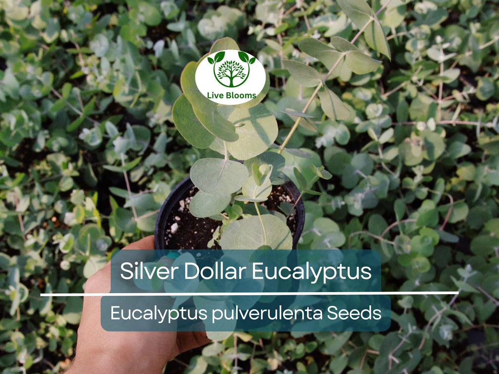 40 Eucalyptus pulverulenta 'Baby Blue' Bonsai Seeds, Silver Dollar Eucalyptus, Florist 'Baby Blue', Unique Indoor Bonsai Tree for Garden