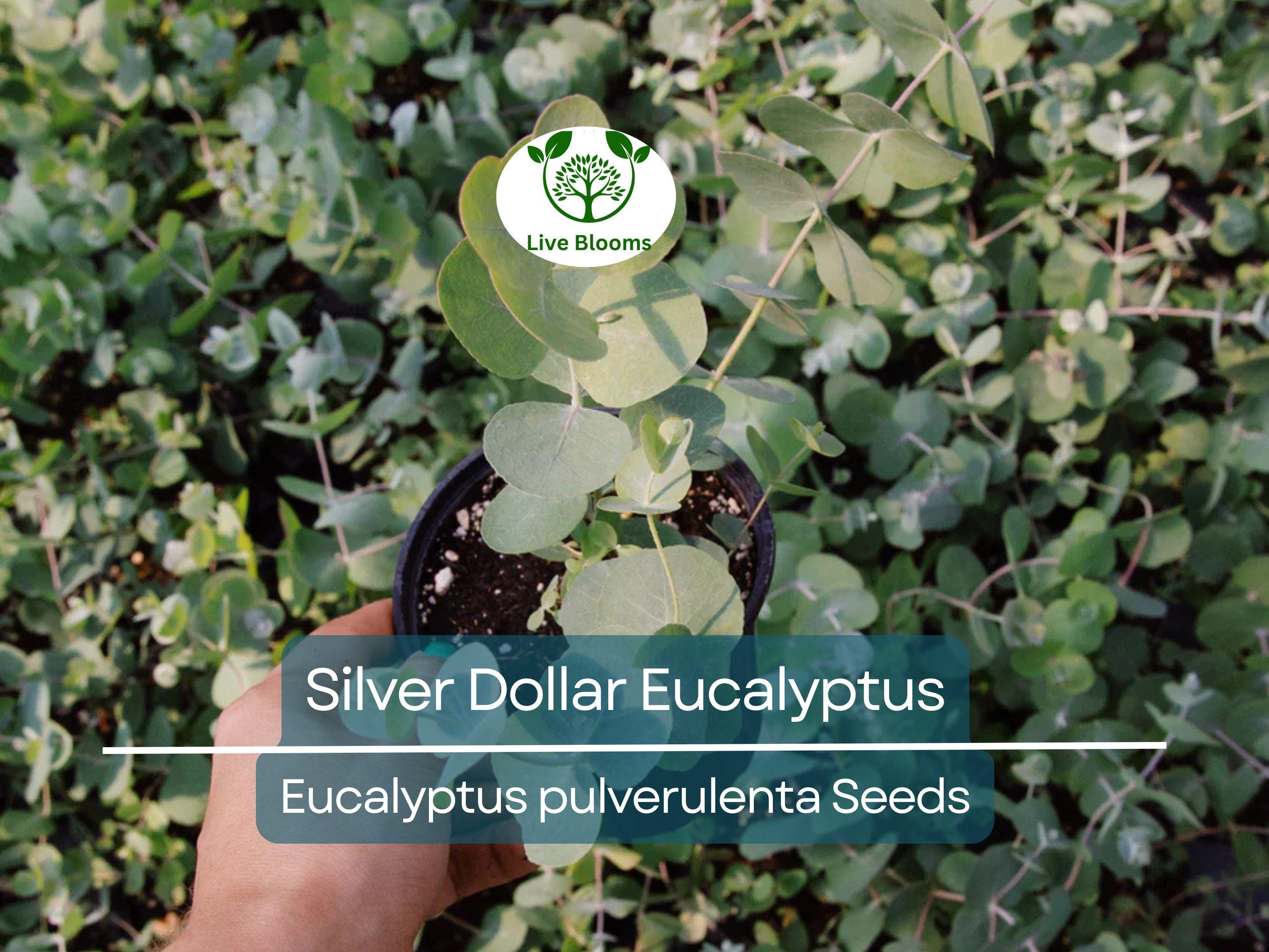 40 Eucalyptus pulverulenta 'Baby Blue' Bonsai Seeds, Silver Dollar Eucalyptus, Florist 'Baby Blue', Unique Indoor Bonsai Tree for Garden