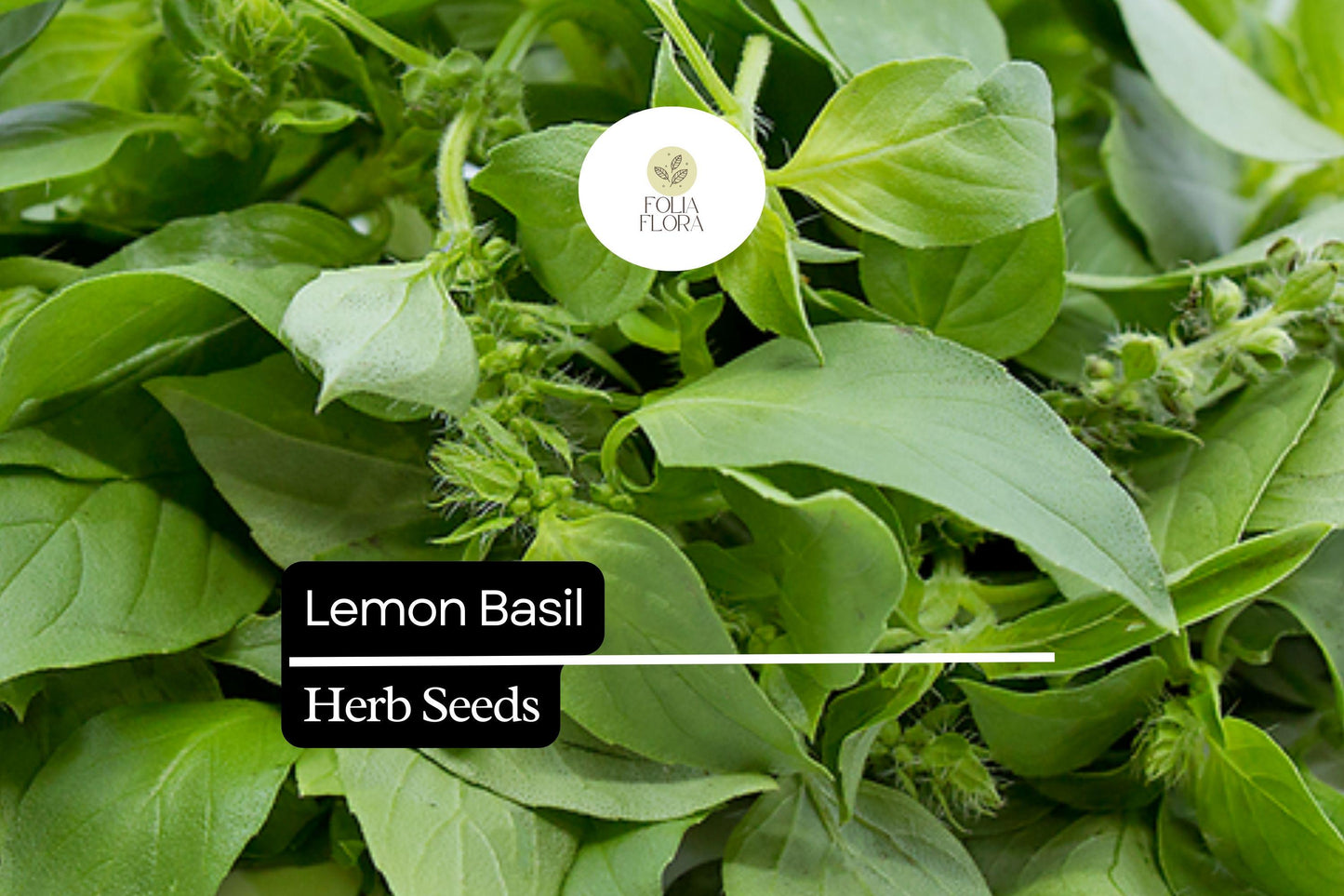 1000 Seeds Lemon Basil (Ocimum basilicum var. citriodora) – Fragrant Herb for Culinary and Garden Use