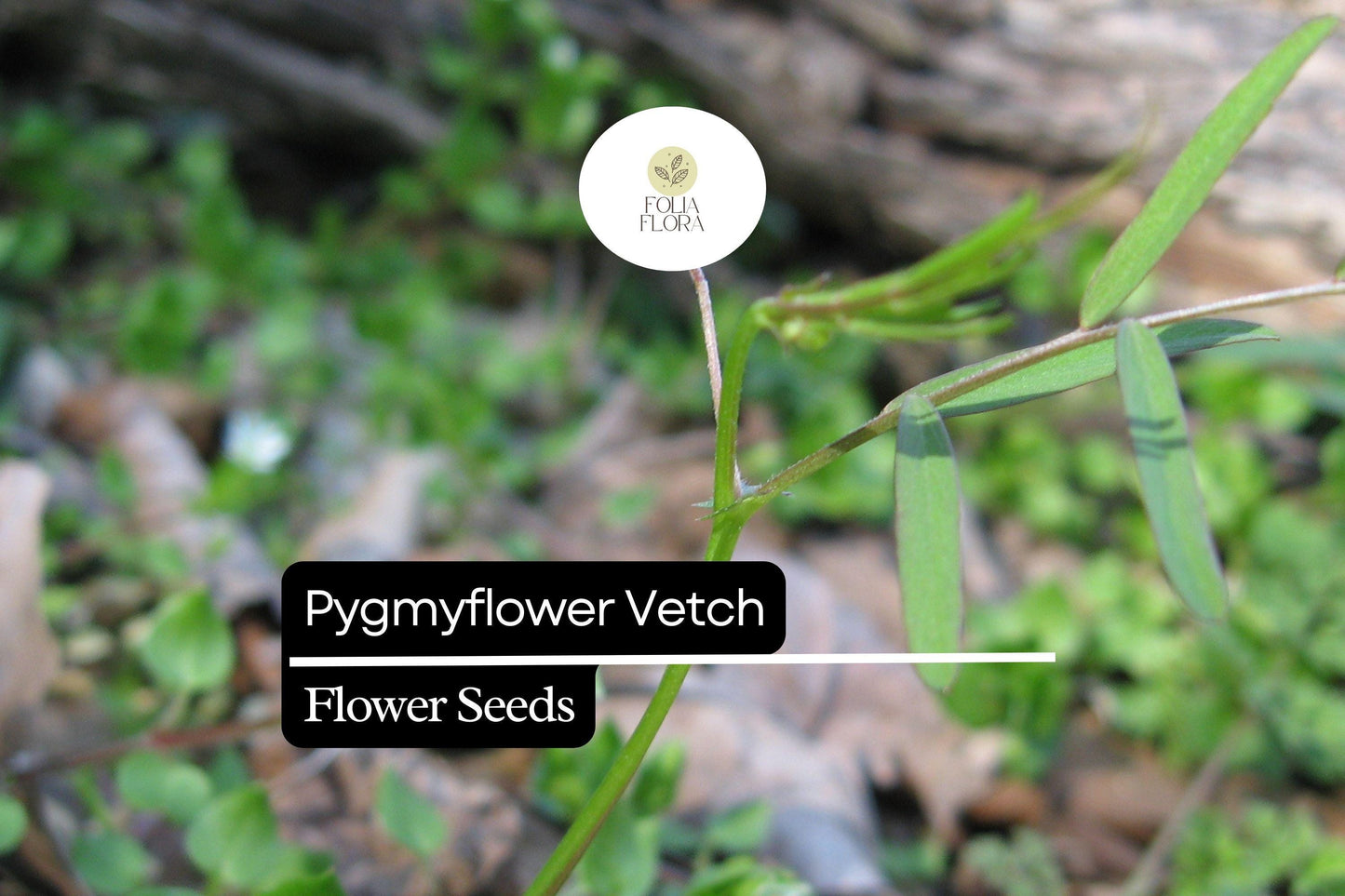 Pygmyflower Vetch Seeds (Vicia minutiflora) | 15 Seeds | Pollinator-Friendly Wildflower | Ground Cover