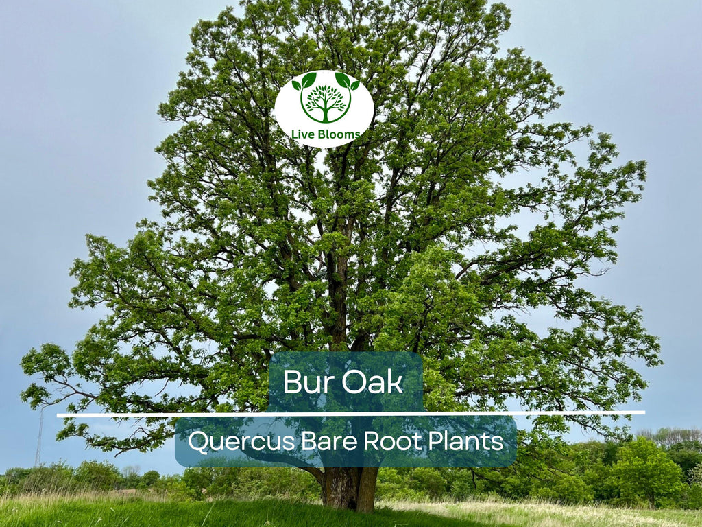 1 Bur Oak Tree – Live Bare Root Plant – Quercus macrocarpa – Hardy Native Shade Tree with Huge Acorns – Zone 3–8