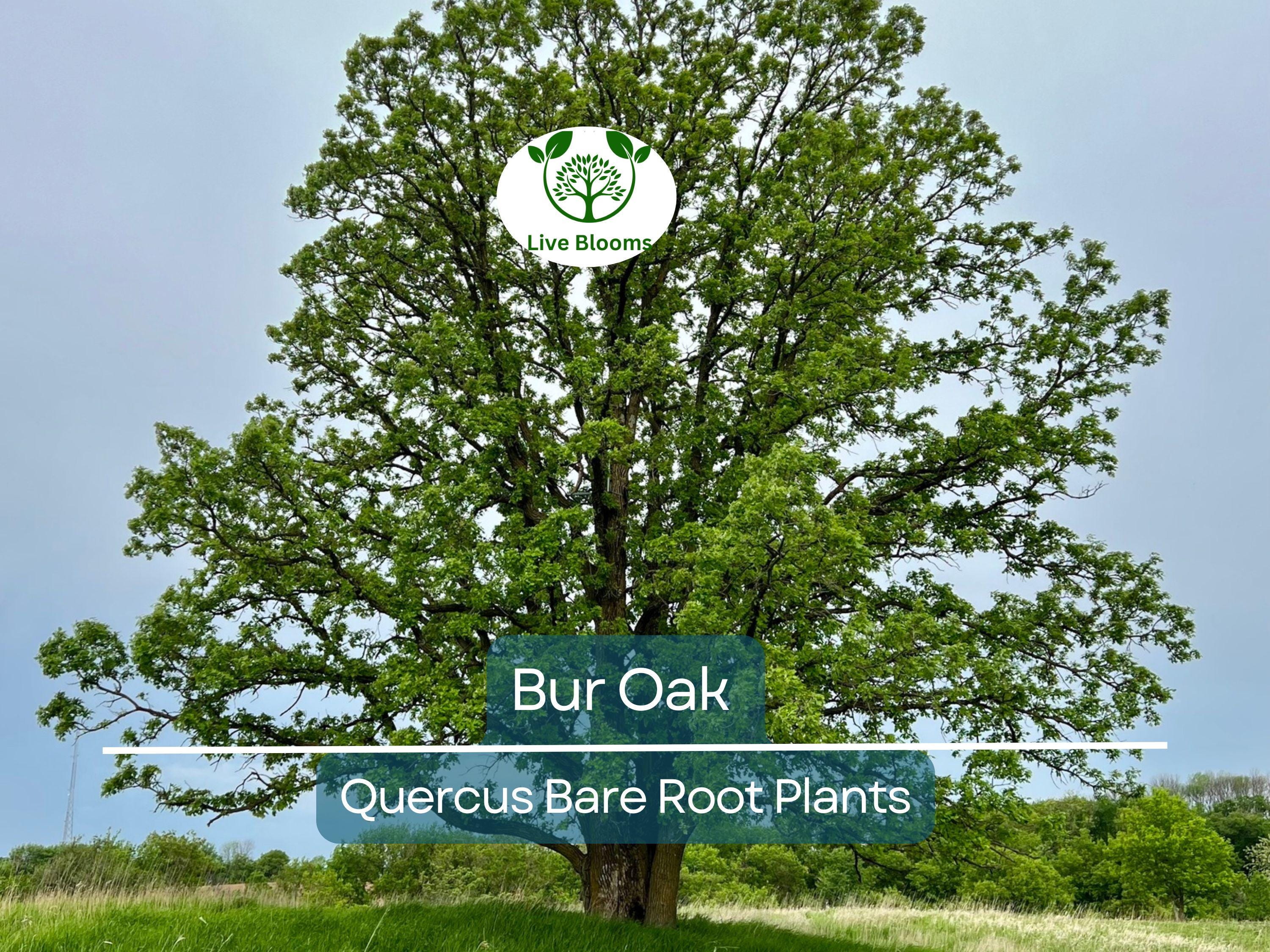 1 Bur Oak Tree – Live Bare Root Plant – Quercus macrocarpa – Hardy Native Shade Tree with Huge Acorns – Zone 3–8