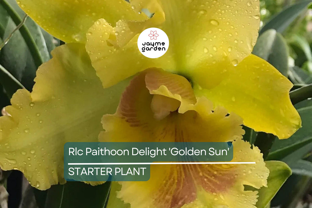 Rlc Pathoon Delight 'Golden Sun' Orchid | Live Starter Plant | Yellow Bloom | 3-Inch Potted Tropical Orchid | Indoor & Outdoor