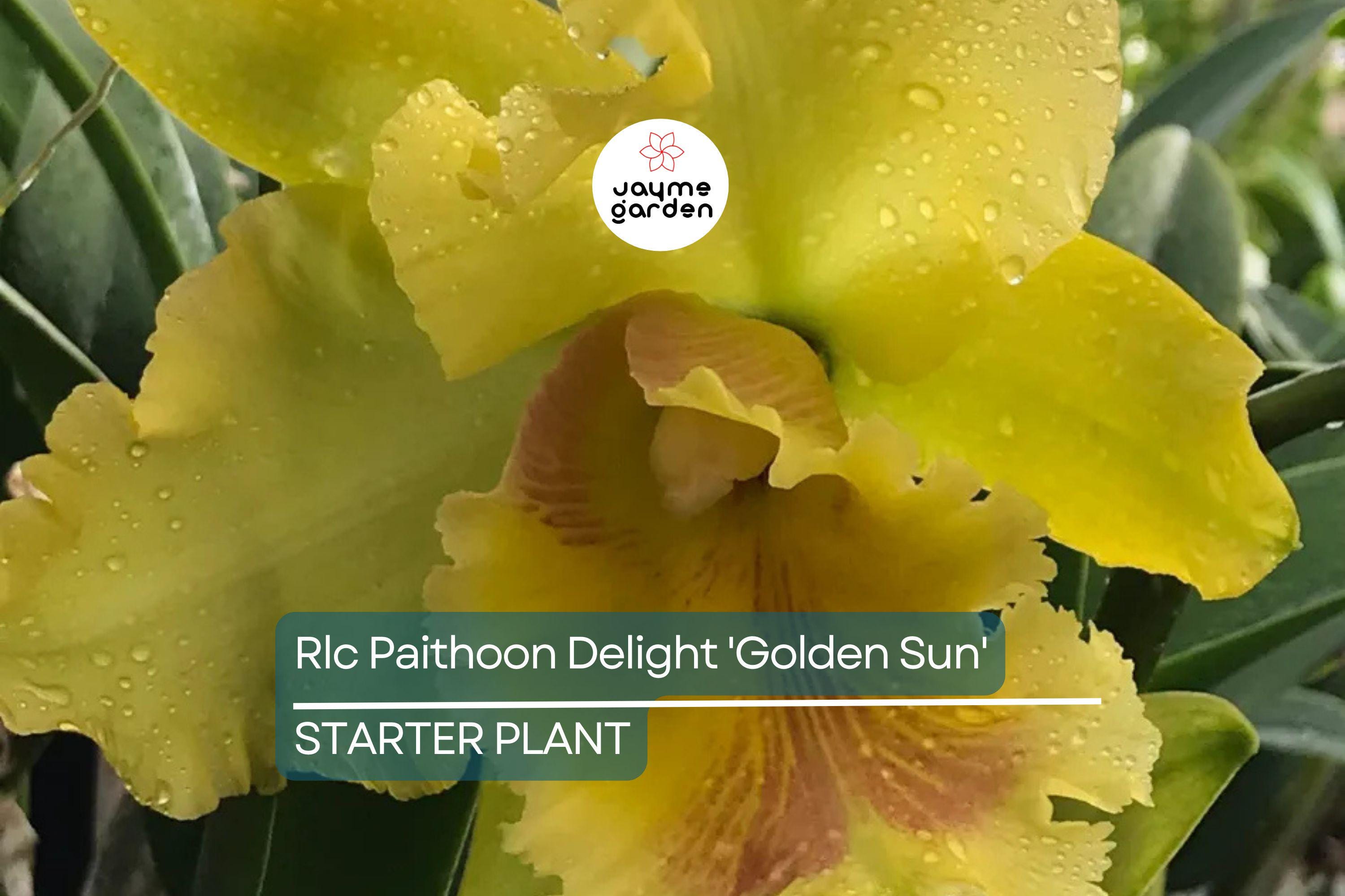 Rlc Pathoon Delight 'Golden Sun' Orchid | Live Starter Plant | Yellow Bloom | 3-Inch Potted Tropical Orchid | Indoor & Outdoor