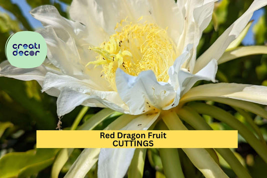 2 Red Dragon Fruit Cuttings | Condor Variety 9–14" | Hylocereus Cactus Starter | Grow Sweet Tropical Fruits | USA Seller