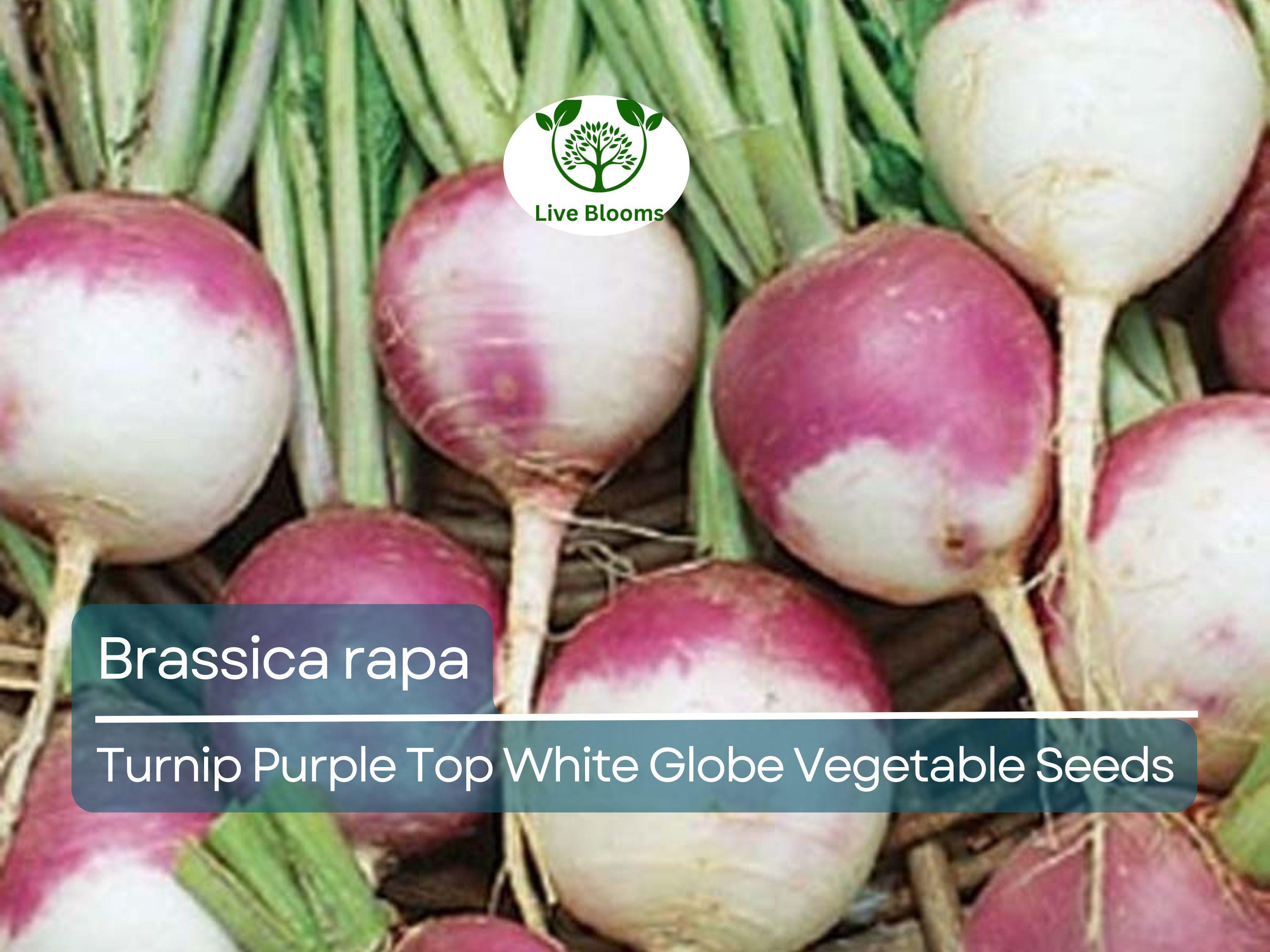 1000 mg Purple Top White Globe Turnip Seeds - Brassica rapa | Heirloom Vegetable for Planting, Gardening & Fresh Root Harvest