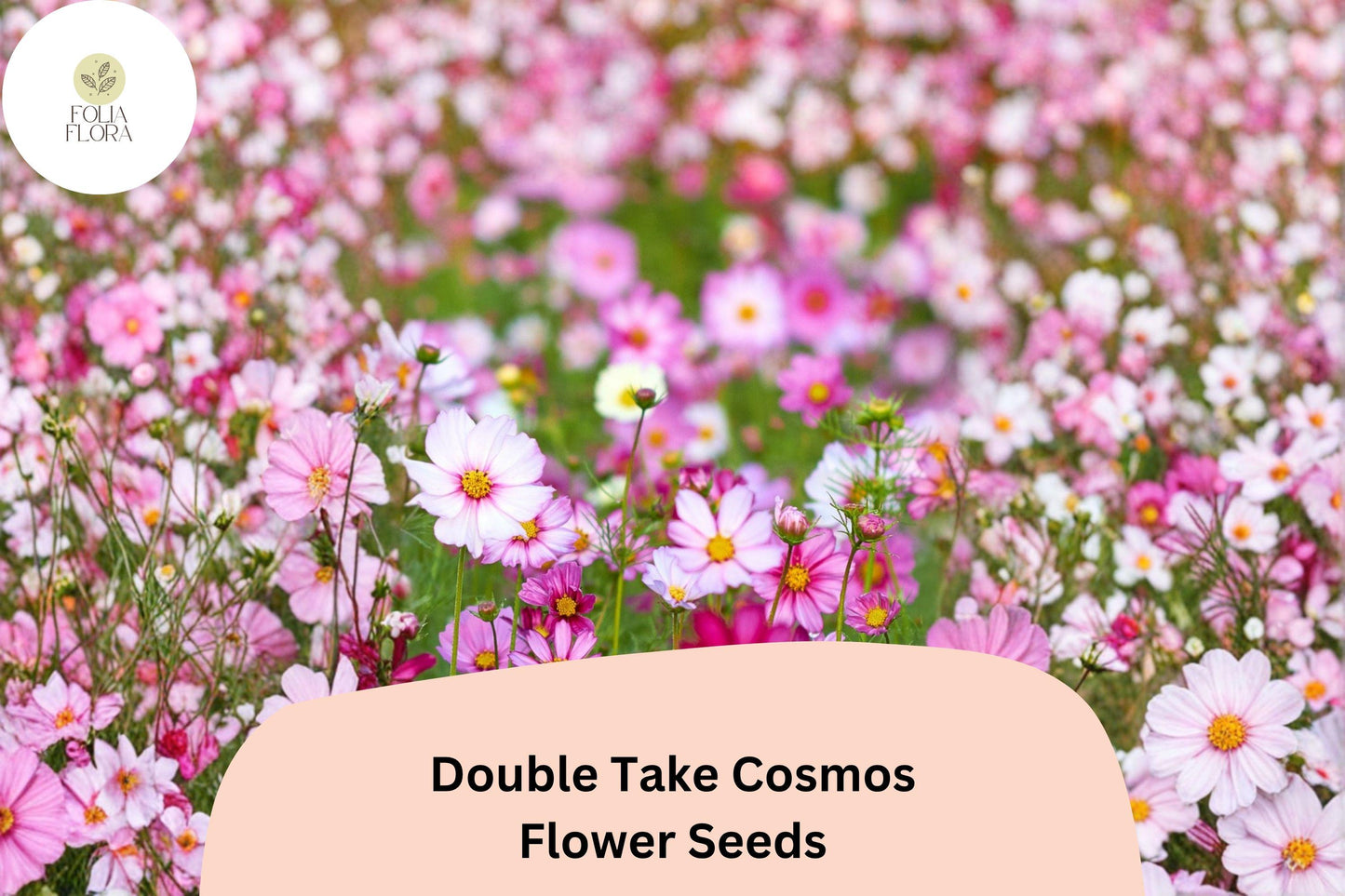 200+ Double Take Cosmos Seeds | Cosmos Bipinnatus Double Petal Mix | Garden Flower & Pollinator-Friendly Seeds