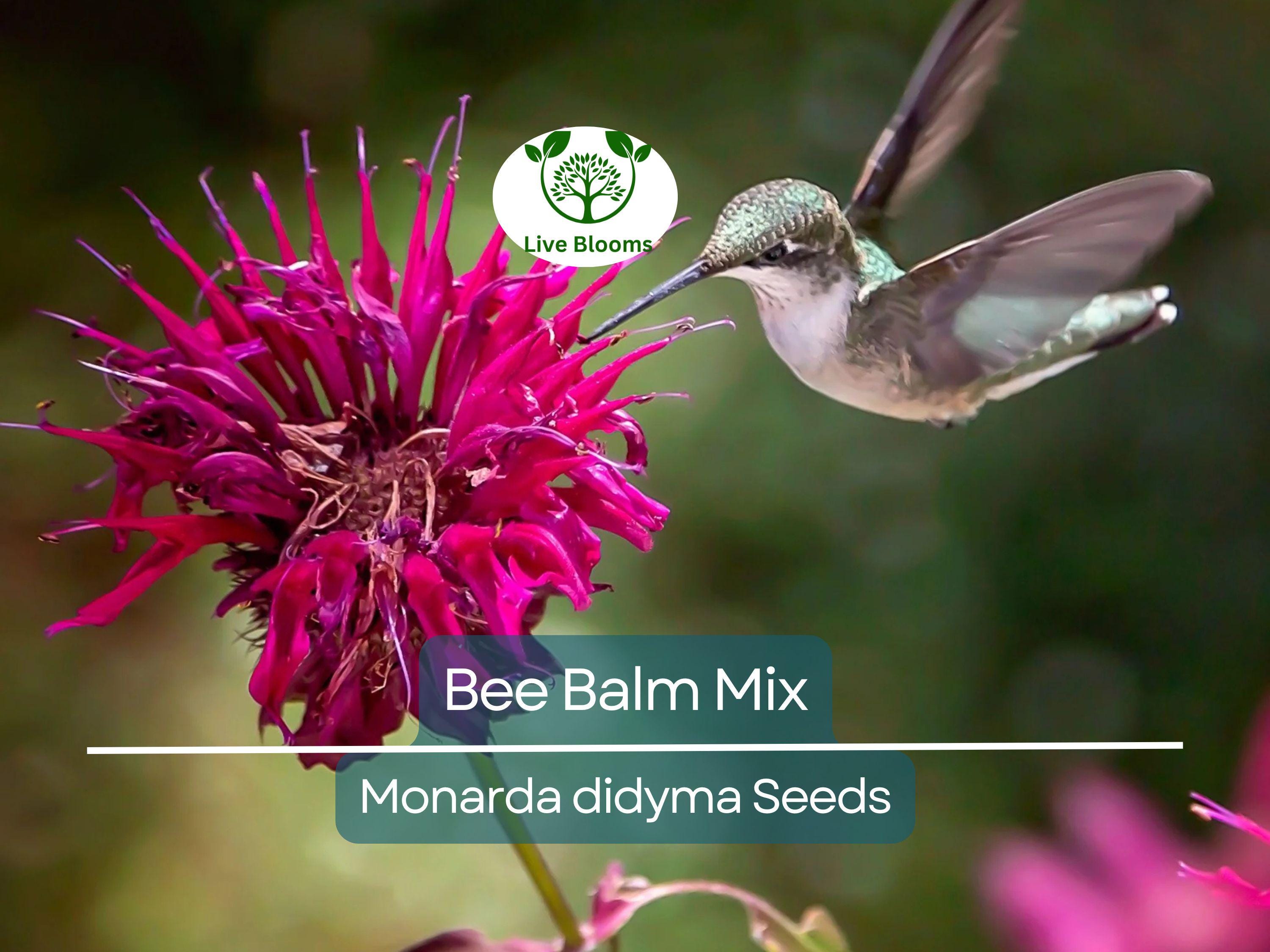 90 Seeds Bee Balm Monarda Didyma Mixed Colors, Perennial Hummingbird Plant, Non-GMO, Pollinator-Friendly, Vibrant Flowers for Garden