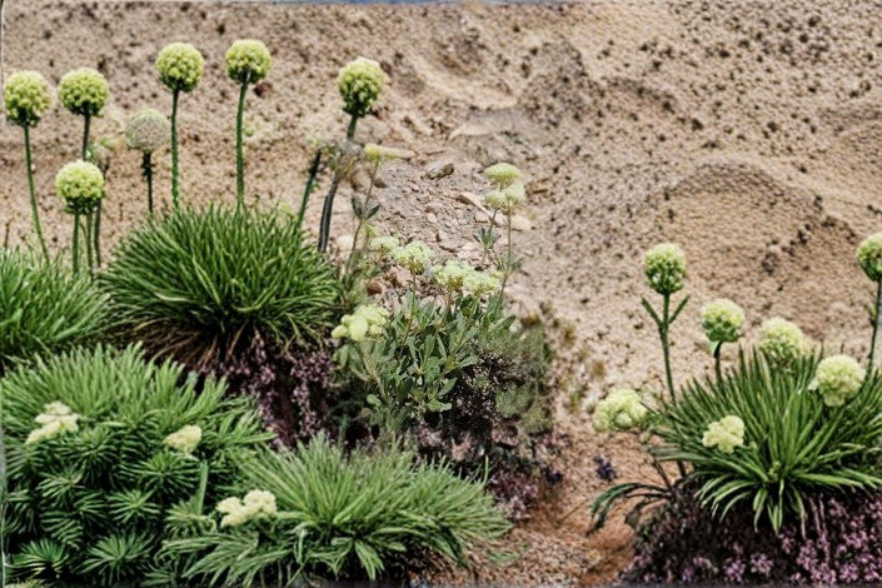 Eriogonum heracleoides/Parsnipflower Wild Buckwheat – 50 Seeds | Native Western Perennial | Drought-Tolerant | Pollinator Powerhouse