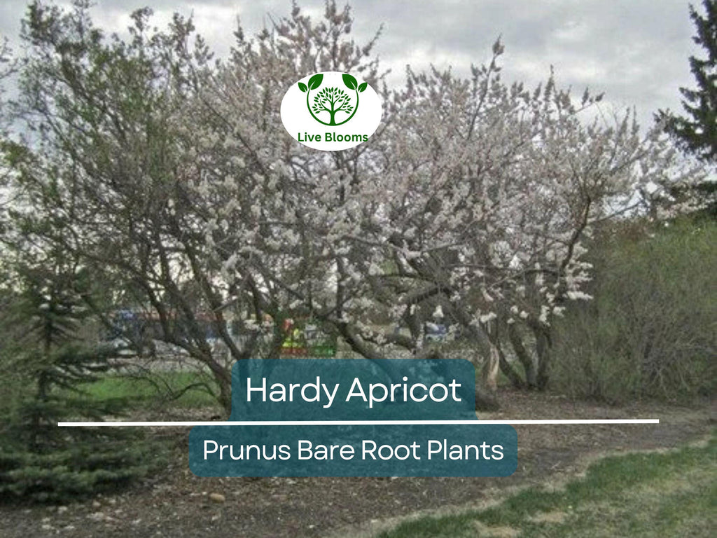 1 Hardy Apricot Tree - Bare Root Edible Tree (Prunus armeniaca) Zones 5-8, Self-Pollinating, Cold Hardy Fruit Tree/Shrub for Home Garden