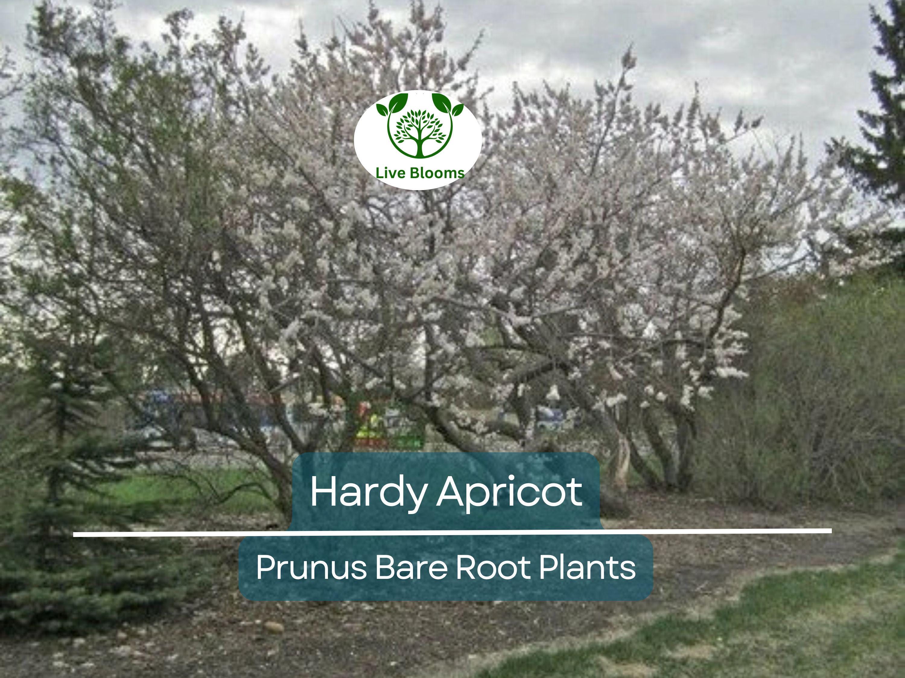1 Hardy Apricot Tree - Bare Root Edible Tree (Prunus armeniaca) Zones 5-8, Self-Pollinating, Cold Hardy Fruit Tree/Shrub for Home Garden