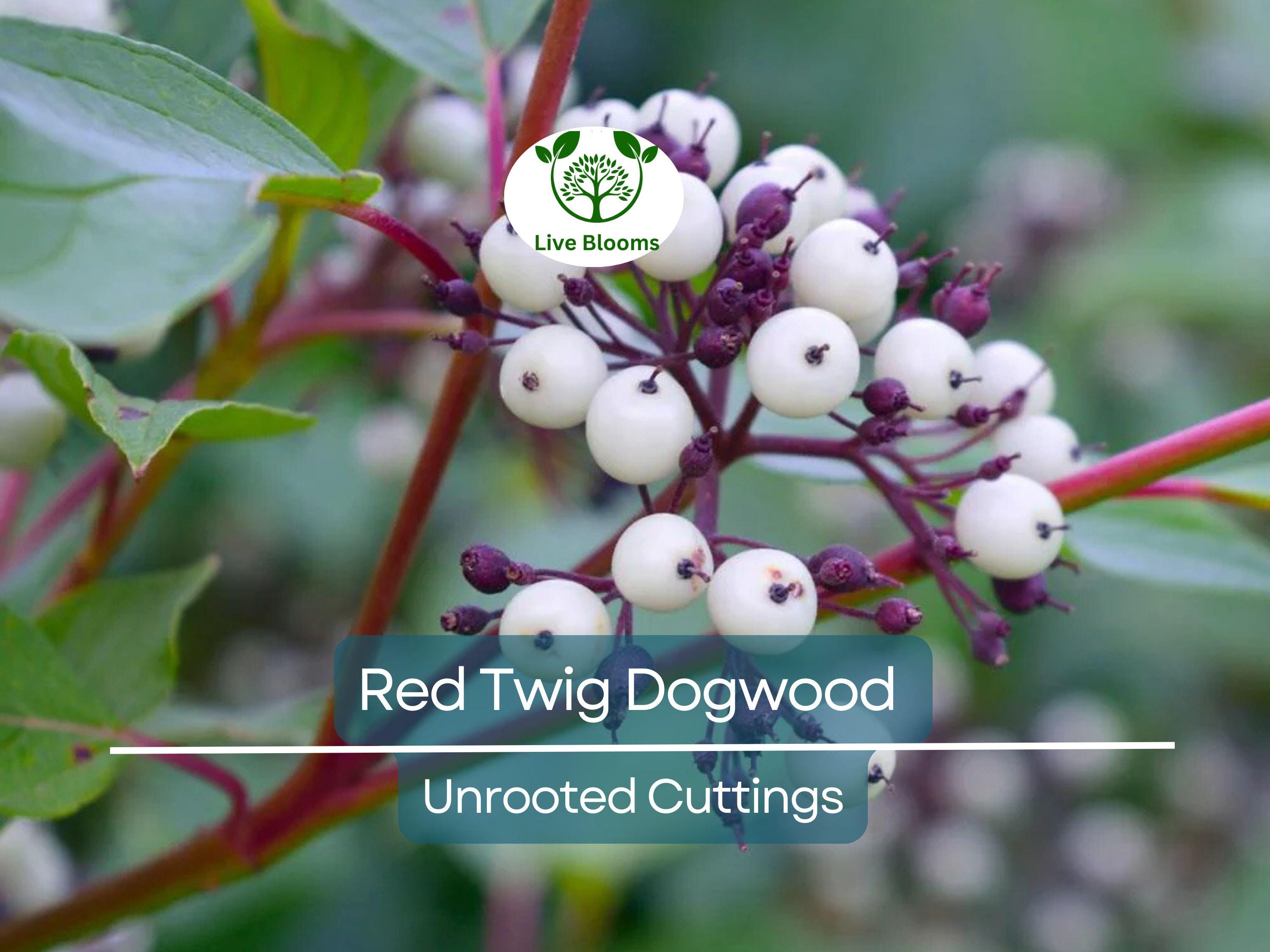 10 Red Twig Dogwood Unrooted Cuttings (Cornus sericea) - Fast Growing Native Shrub, Ideal for Landscaping & Erosion Control