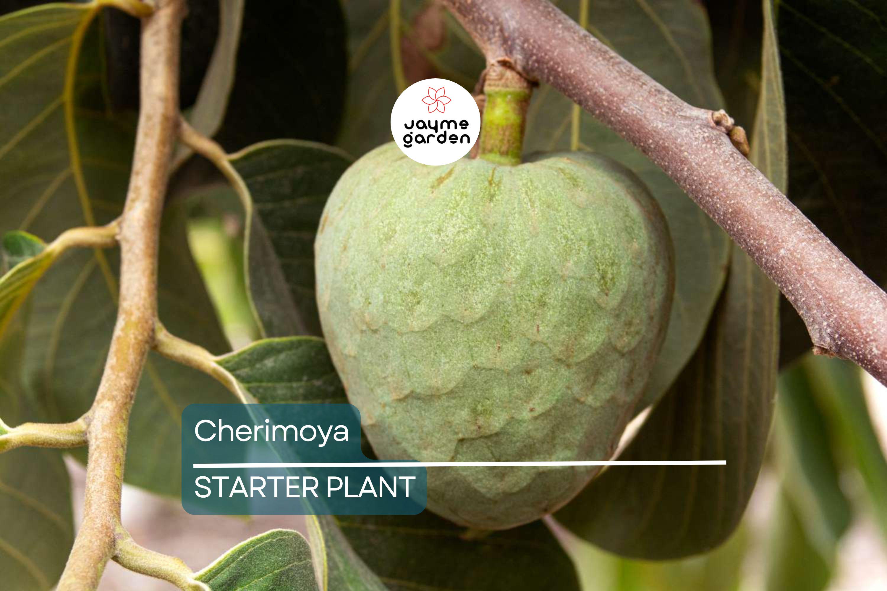 Cherimoya Plant with Pot | 8-Inch Live Seedling | Tropical Fruit Tree | Ready to Plant | Indoor & Outdoor Use | Spring Interest