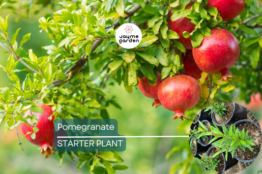 1 Pomegranate Tree (Punica granatum) Tropical Starter Plant 10”-24” | Hardy Fruit Tree for Gardens or Containers
