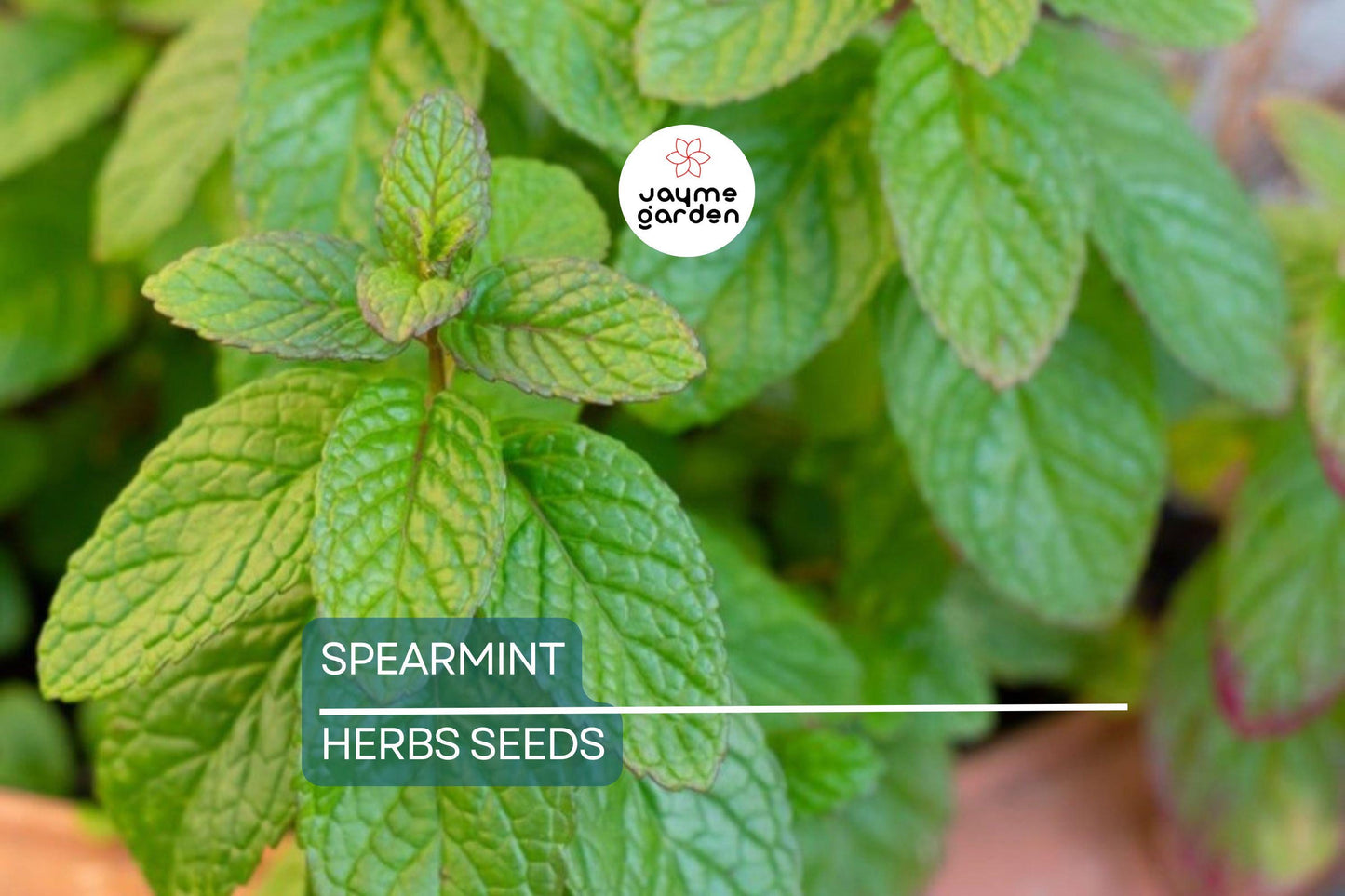 2500 Spearmint Seeds | Mentha spicata | Non-GMO Herb for Tea, Culinary & Medicinal Use