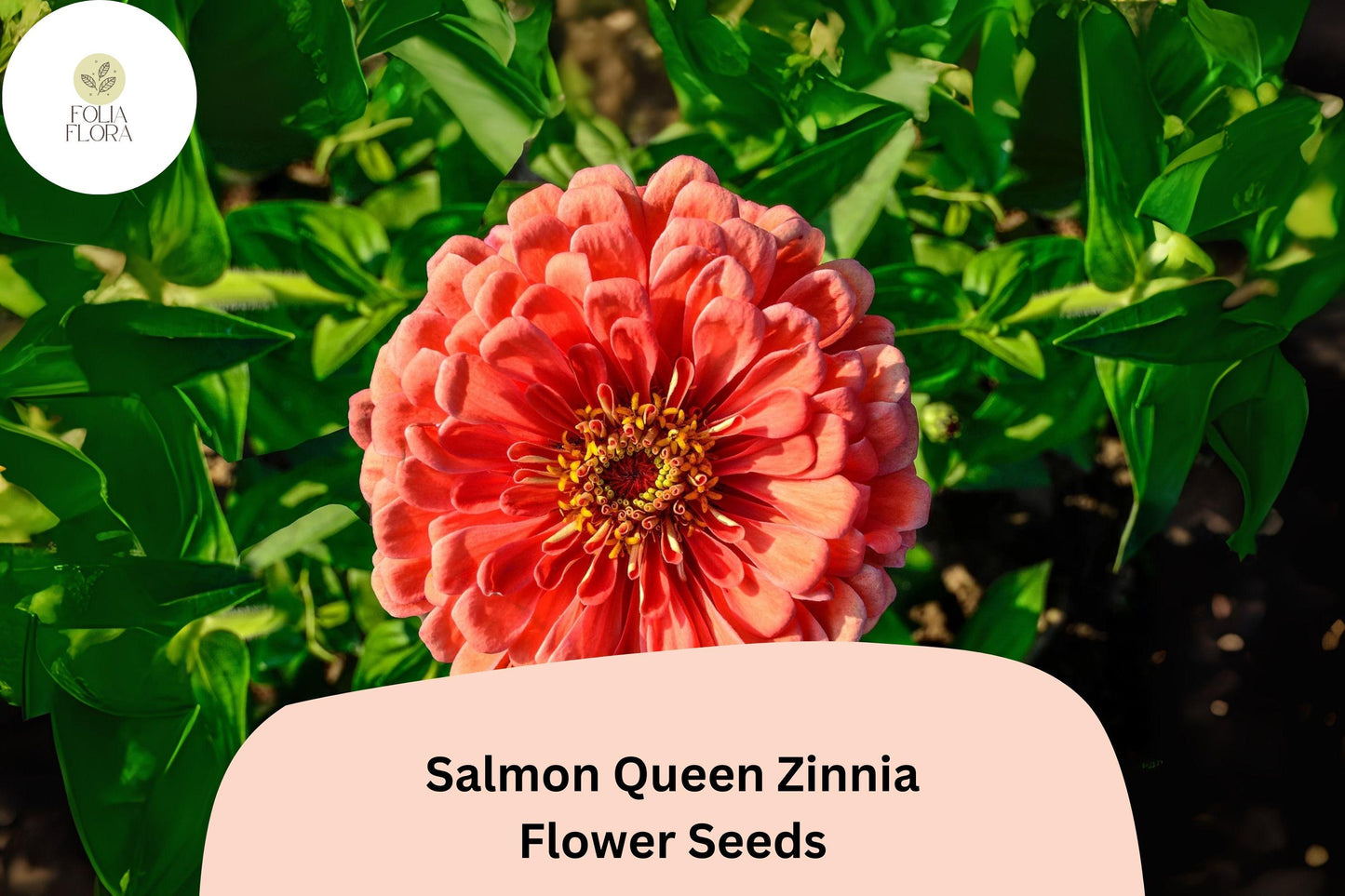 100+ Salmon Queen Zinnia Seeds | Soft Pink-Orange Blooms | Easy Annual Garden Planting | Pollinator Friendly Cut Flowers