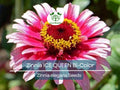 100 Seeds Zinnia ICE QUEEN Bi-Color Pink White Flowers, Attracts Butterflies & Hummingbirds, Non-GMO, Vibrant Garden Blooms, Easy to Grow